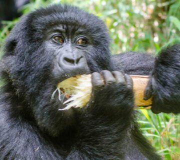 Gorilla encounter in Bwindi Impenetrable Forest, Uganda