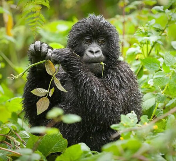 Luxury Uganda and Rwanda Safaris Gorilla Habituation