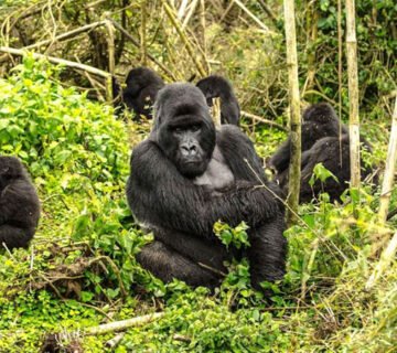 Mountain gorilla family resting in Volcanoes National Park, Rwanda