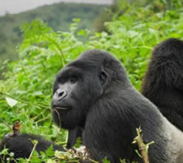 Rwanda gorilla trekking 12-day wildlife safari in Rwanda that includes gorilla trekking,