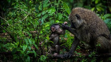 Chimpanzee supporting her child on a tree in Kibale Forest