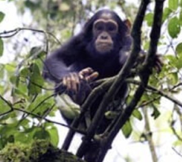 Chimpanzees interacting in Nyungwe National Park, Rwanda
