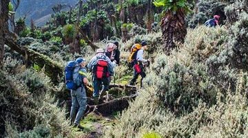 Hikers ascending the Virunga volcanoes with lush scenery in South Western Uganda.