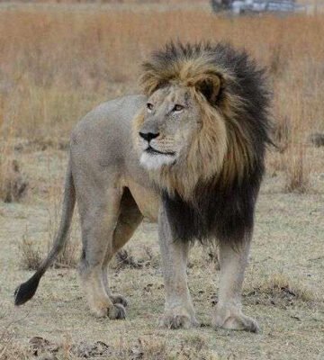 safari-experiences-vewing-the-pride-uganda-and-rwanda