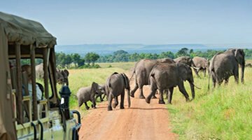 Safari vehicle on a game drive in Queen Elizabeth National Park in Uganda with close-up view of elephants.